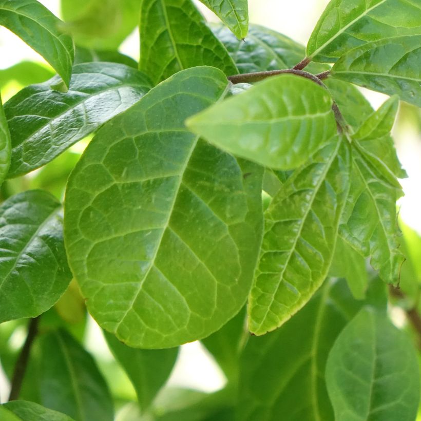 Orixa japonica - Orixa (Blad)