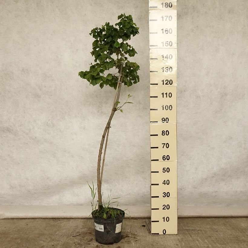 Exemplaar van Ulmus glabra Nana - Ruwe iep Pot van 7,5 l/10 l, Stengel zoals geleverd in de zomer