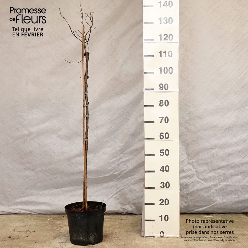 Exemplaar van Ulmus glabra Nana - Ruwe iep Pot van 7,5 l/10 l, Stengel zoals geleverd in de winter