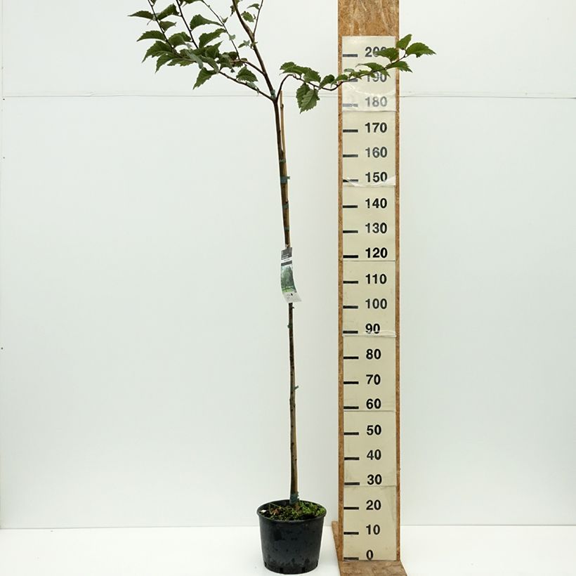 Exemplaar van Ulmus glabra - Ruwe iep Pot van 7,5 l/10 l zoals geleverd in de zomer