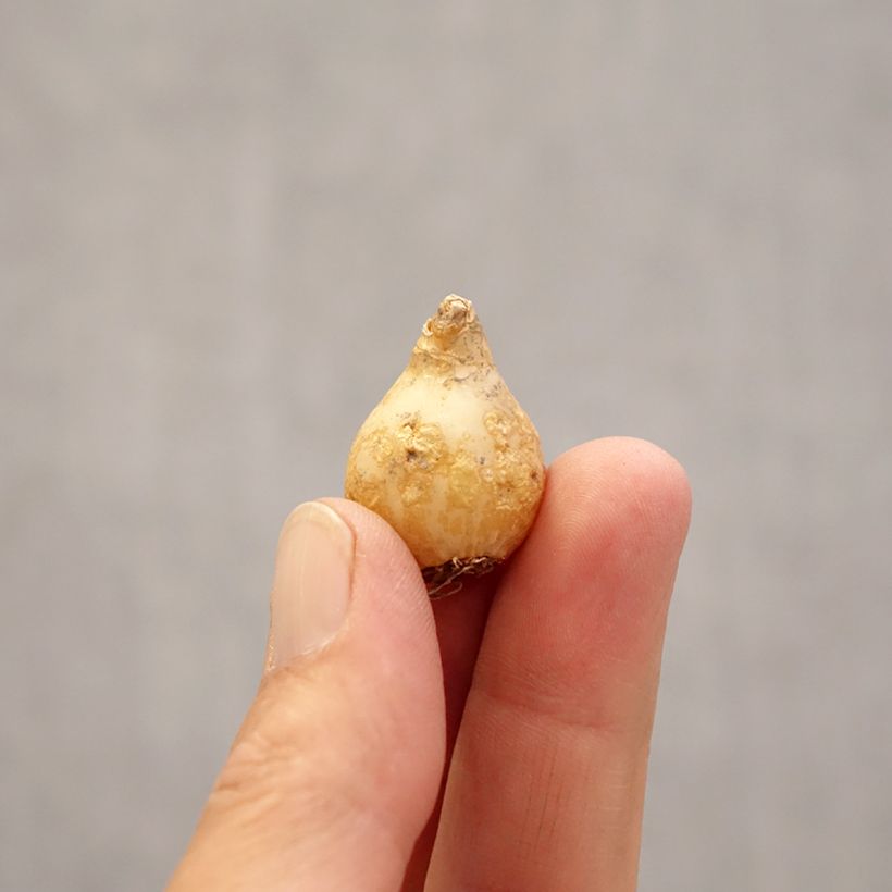 Exemplaar van Ornithogalum umbellatum - Gewone vogelmelk Bol kaliber 6+ zoals geleverd in de lente