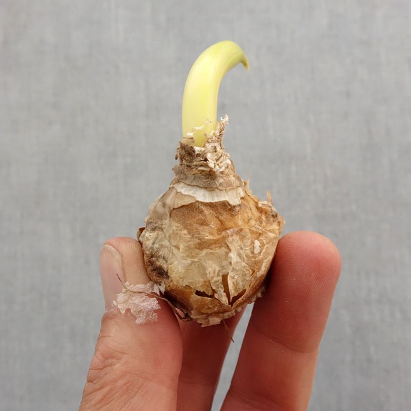 Example of Ornithogalum arabicum - Étoile de Bethléem Bol Kaliber/Größe 12+ as you get in printemps