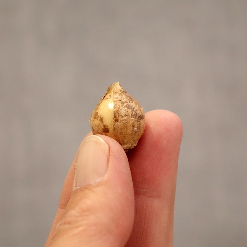 Exemplaar van Ornithogalum balansae - Breedbladige vogelmelk Bol kaliber 5+ zoals geleverd in de lente