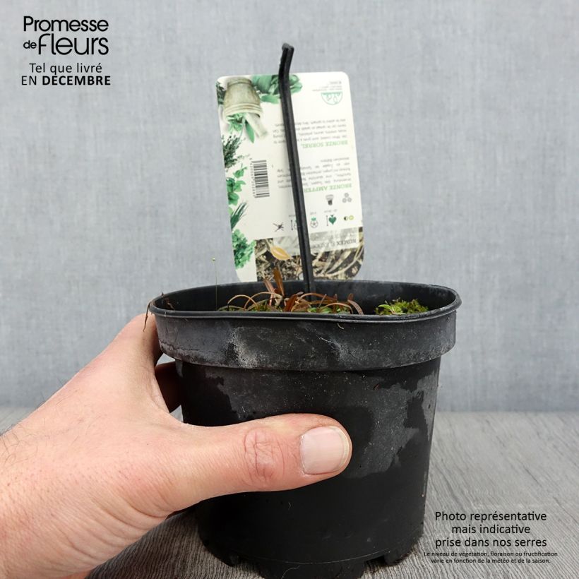 Exemplaar van Bronzen zuring Copper Sword Pot van 1,5 l/2 l zoals geleverd in de herfst