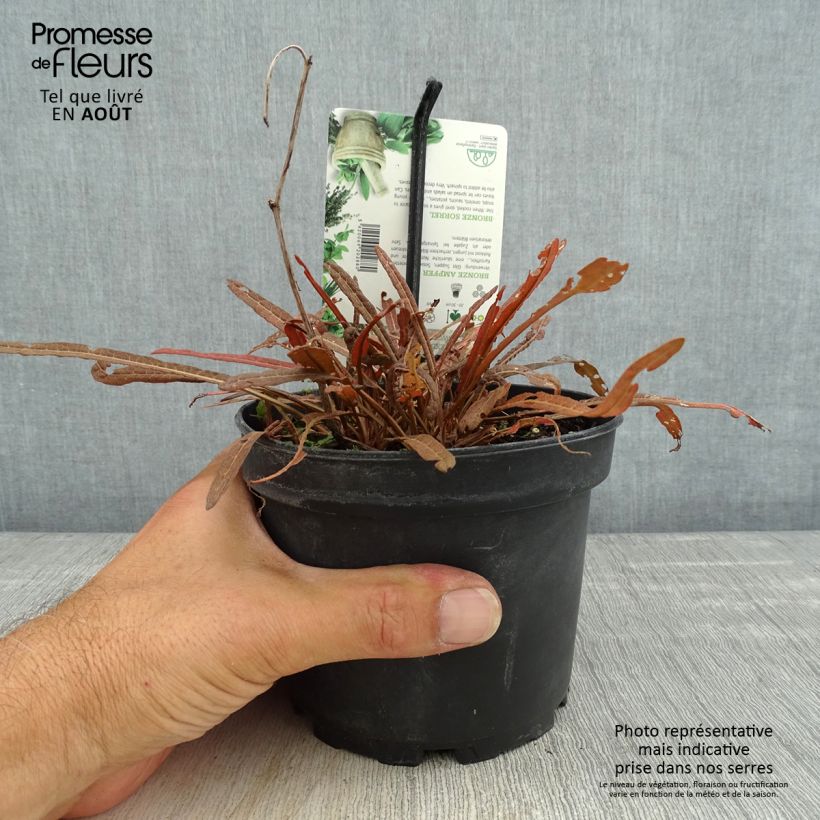 Exemplaar van Bronzen zuring Copper Sword Pot van 1,5 l/2 l zoals geleverd in de zomer