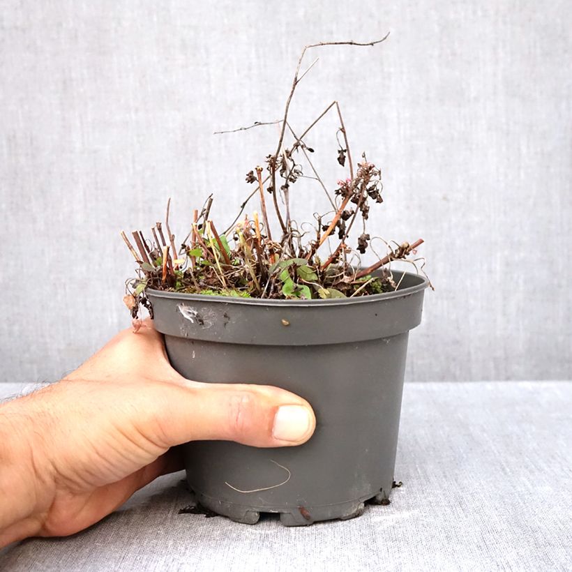 Exemplaar van Spaanse zuring - Rumex scutatus (jonge planten) Pot van 1,5 l/2 l zoals geleverd in de herfst