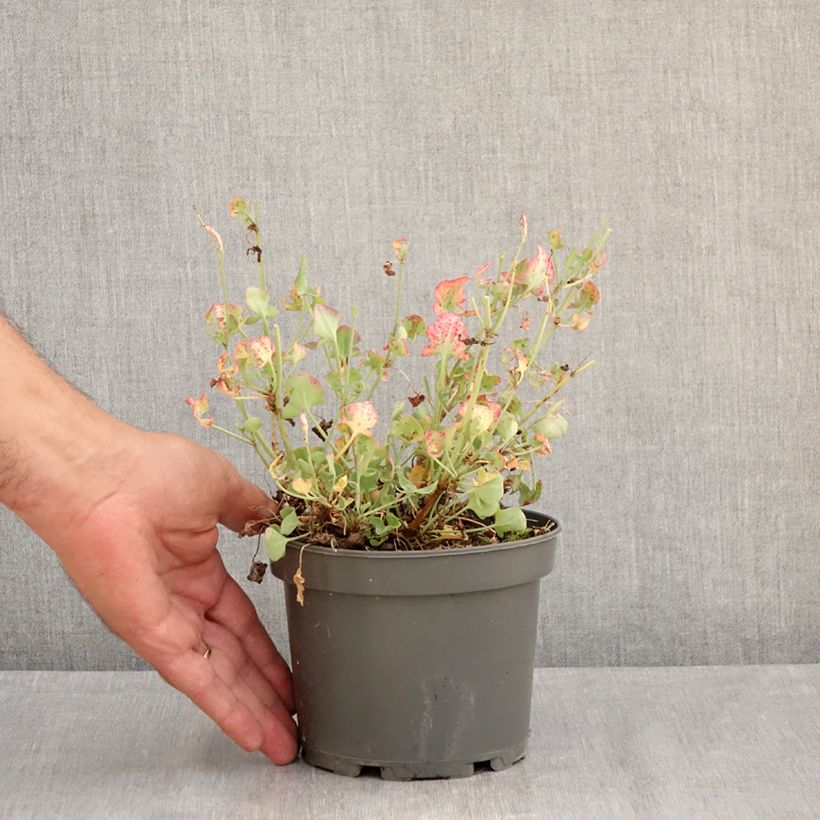 Exemplaar van Spaanse zuring - Rumex scutatus (jonge planten) Pot van 1,5 l/2 l zoals geleverd in de zomer
