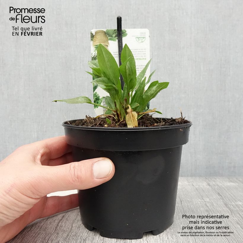 Exemplaar van Spinaziezuring - Rumex patientia Pot van 1,5 l/2 l zoals geleverd in de winter
