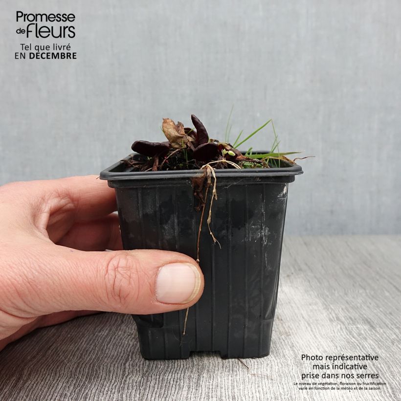 Exemplaar van Spaanse zuring Purpurea BIO Kweekpotje van 8/9 cm zoals geleverd in de herfst