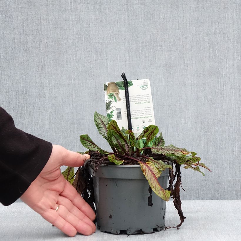 Exemplaar van Bloedzuring - Rumex sanguineus Pot van 1,5 l/2 l zoals geleverd in de winter