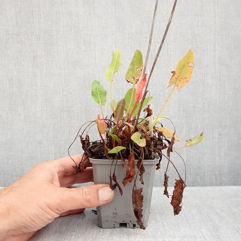 Exemplaar van Rumex acetosa - Veldzuring Kweekpotje van 8/9 cm zoals geleverd in de herfst
