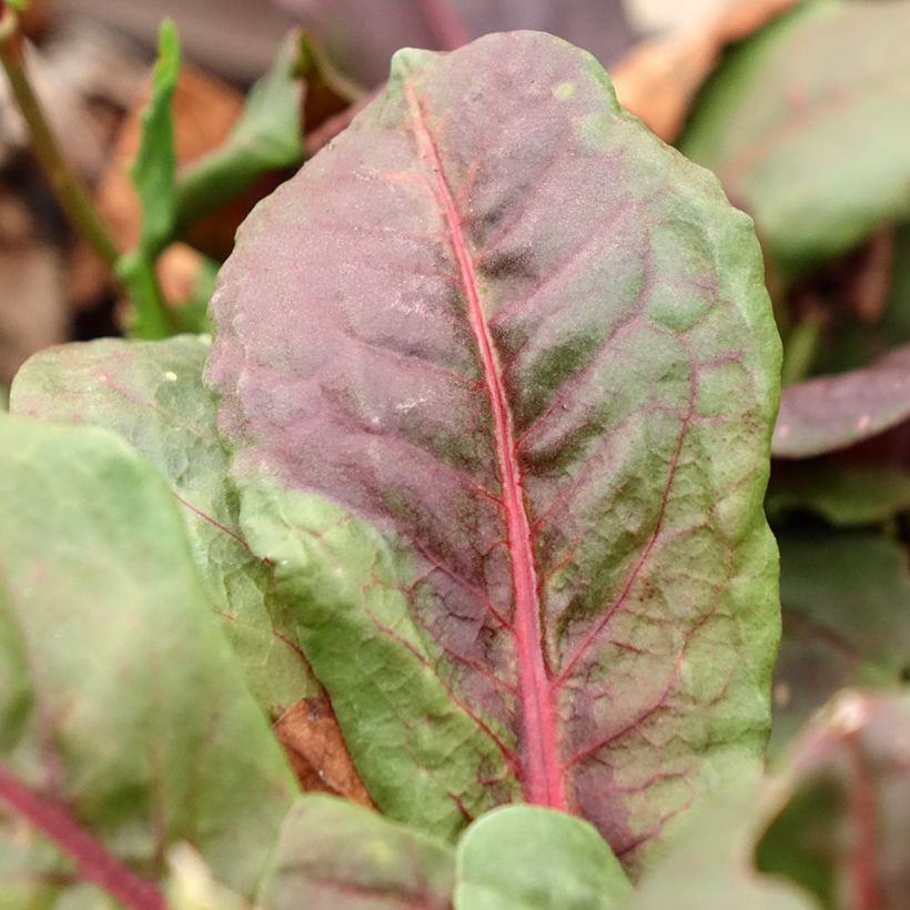 Bergzuring Ruber (Blad)