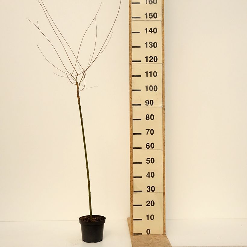 Exemplaar van Salix purpurea Pendula - Bittere wilg Pot van 3 l/4 l, Stengel zoals geleverd in de lente