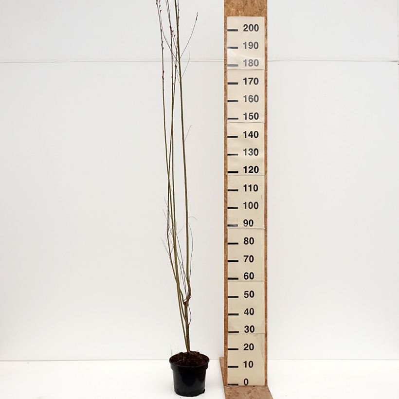 Exemplaar van Salix purpurea Howki - Bittere wilg Pot van 4 l/5 l zoals geleverd in de winter