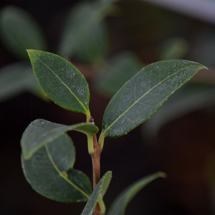 Osmanthus burkwoodii - Schijnhulst (Blad)