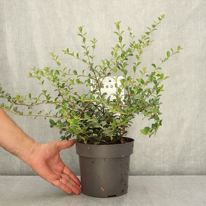 Exemplaar van Osmanthus delavayi Perfume of Nature - Schijnhulst Pot van 3 l/4 l zoals geleverd in de zomer