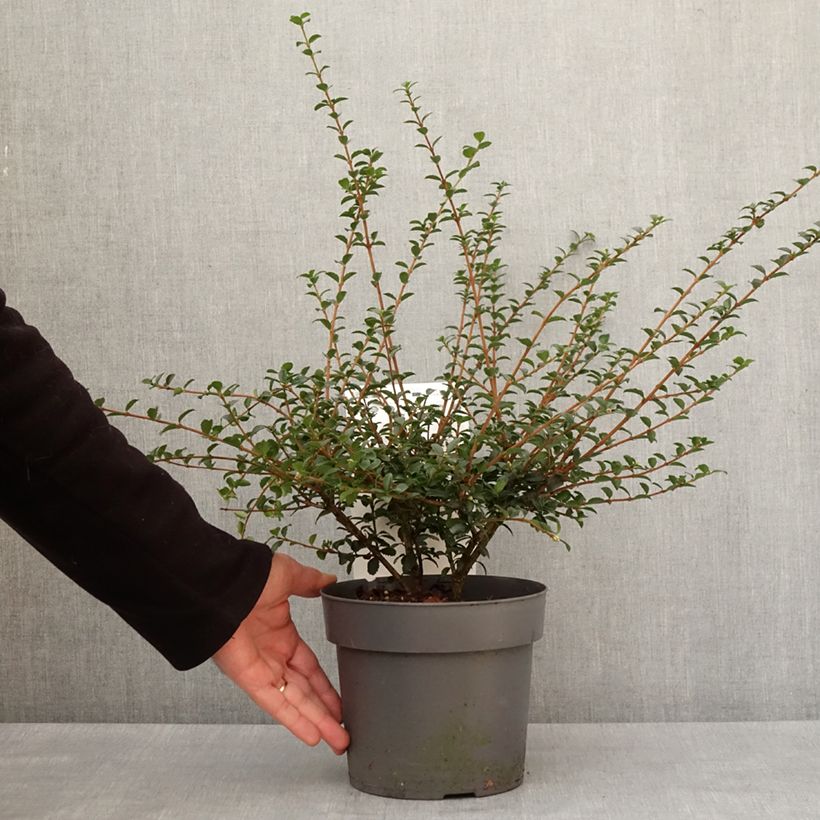 Example of Osmanthus delavayi Perfume of Nature - Osmanthe Pot van 3 l/4 l as you get in hiver