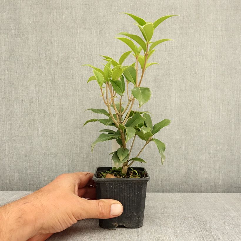 Exemplaar van Osmanthus fortunei - Schijnhulst Kweekpotje van 8/9 cm zoals geleverd in de zomer