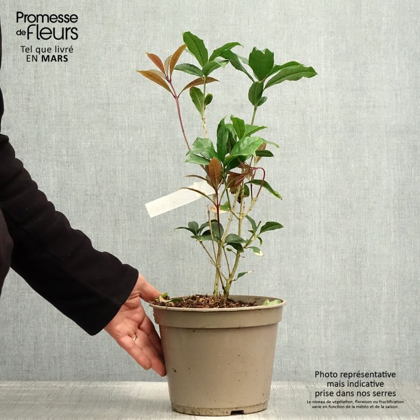 Exemplaar van Osmanthus fragrans Aurantiacus - Schijnhulst Pot van 2 l/3 l zoals geleverd in de lente