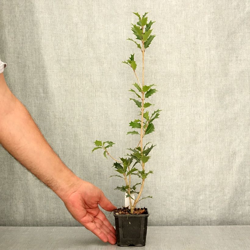 Exemplaar van Osmanthus heterophyllus - Schijnhulst Kweekpotje van 8/9 cm zoals geleverd in de zomer