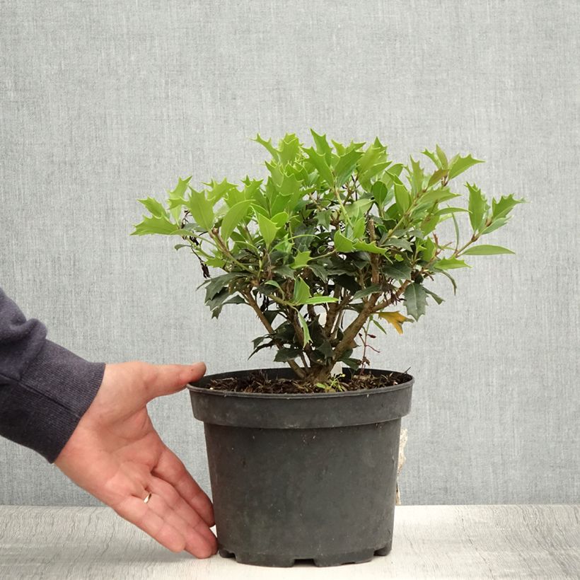 Exemplaar van Osmanthus heterophyllus - Schijnhulst Pot van 3 l/4 l zoals geleverd in de zomer