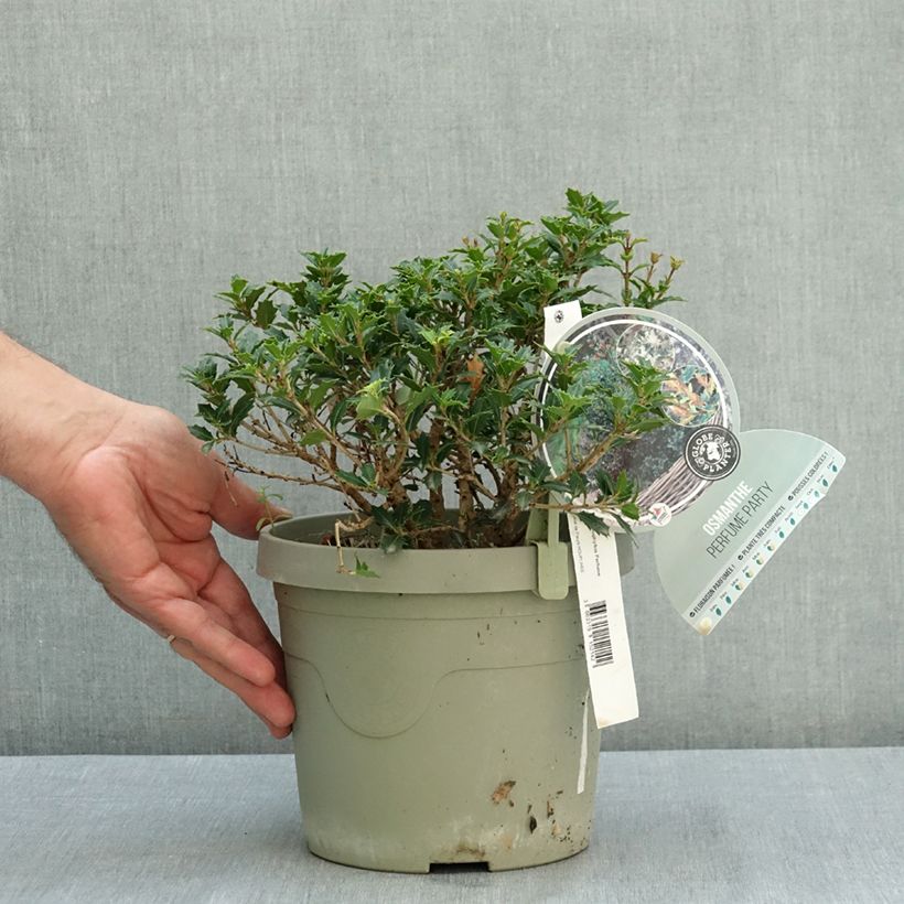 Exemplaar van Osmanthus heterophyllus Perfume Party - Schijnhulst Pot van 3 l/4 l zoals geleverd in de zomer