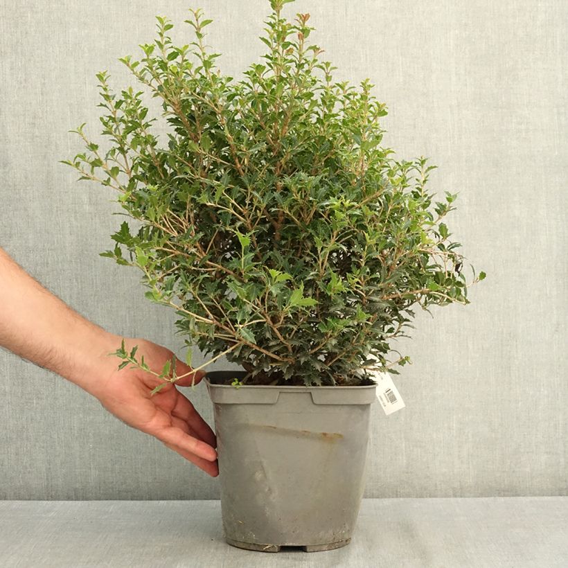 Exemplaar van Osmanthus heterophyllus Perfumed Princess - Schijnhulst Pot van 4 l/5 l zoals geleverd in de zomer