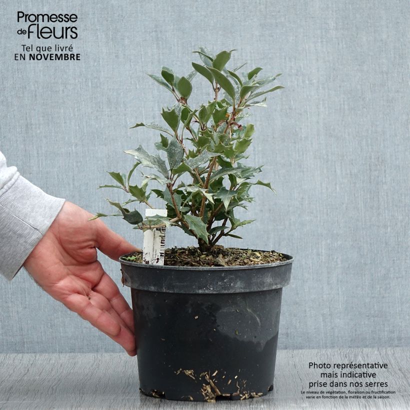 Exemplaar van Osmanthus heterophyllus Purpureus - Schijnhulst Pot van 3 l/4 l zoals geleverd in de herfst