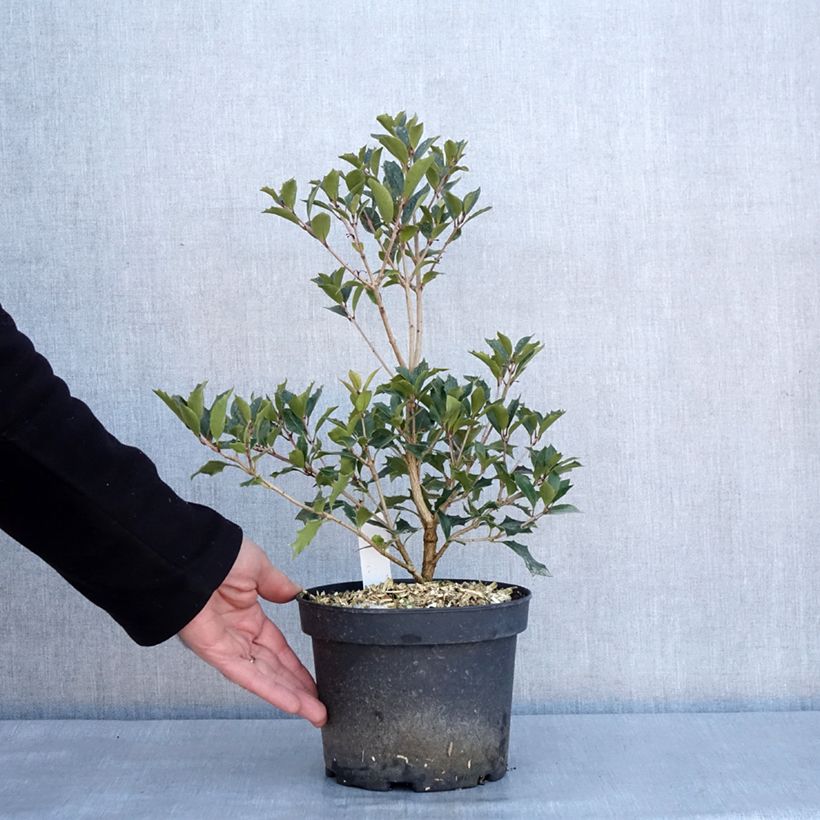 Example of Osmanthus heterophyllus Purpureus Pot van 3 l/4 l as you get in hiver