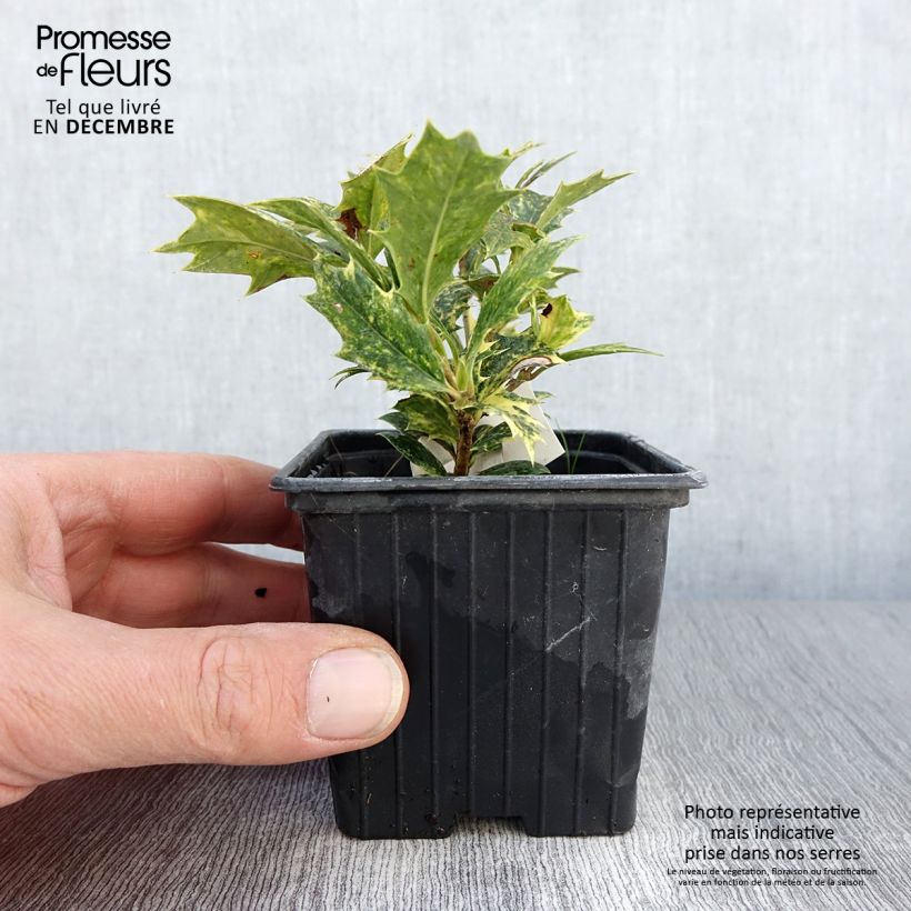 Exemplaar van Osmanthus heterophyllus Tricolor - Schijnhulst Kweekpotje van 8/9 cm zoals geleverd in de herfst