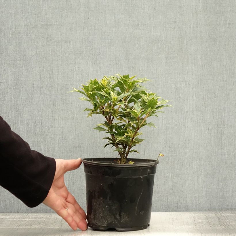 Exemplaar van Osmanthus heterophyllus Tricolor - Schijnhulst Pot van 2 l/3 l zoals geleverd in de herfst