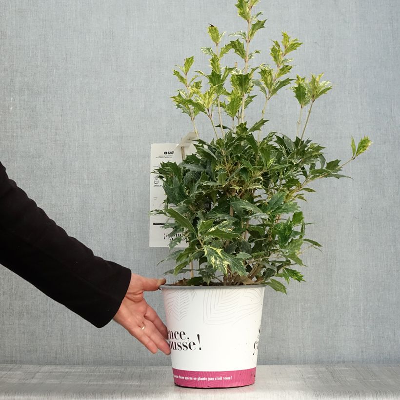 Exemplaar van Osmanthus heterophyllus Tricolor - Schijnhulst Pot van 4 l/5 l zoals geleverd in de herfst