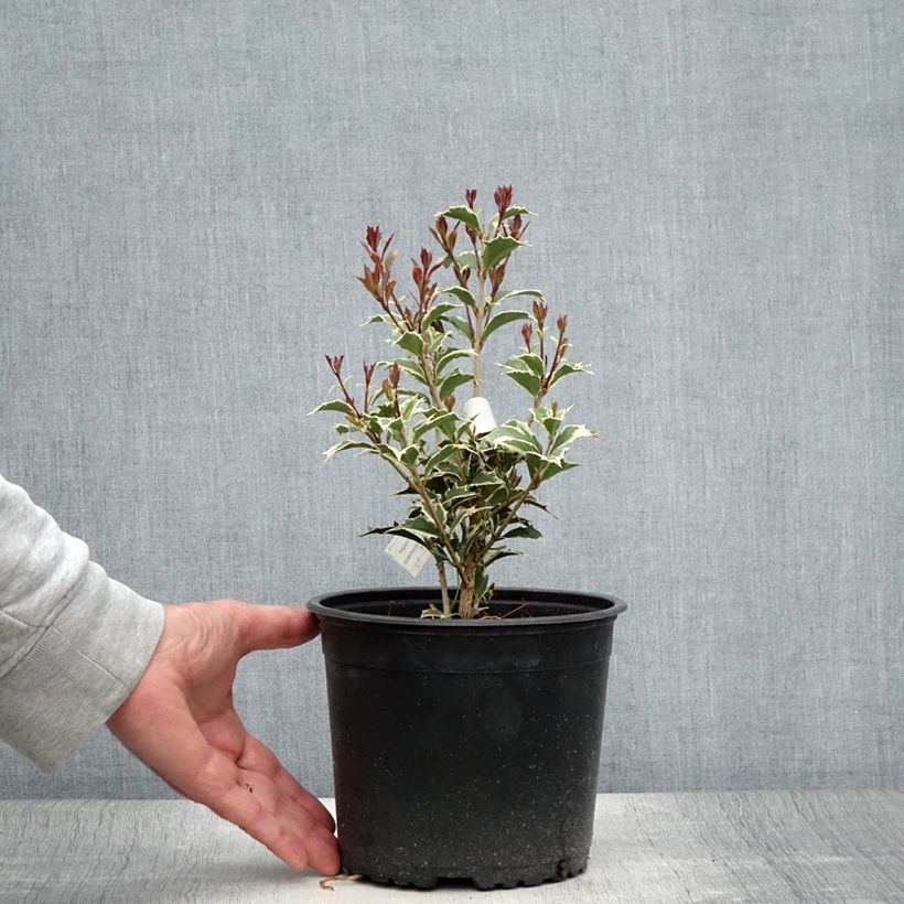 Exemplaar van Osmanthus heterophyllus Variegatus - Osmanthe panaché Pot de 3L/4L zoals geleverd in de zomer