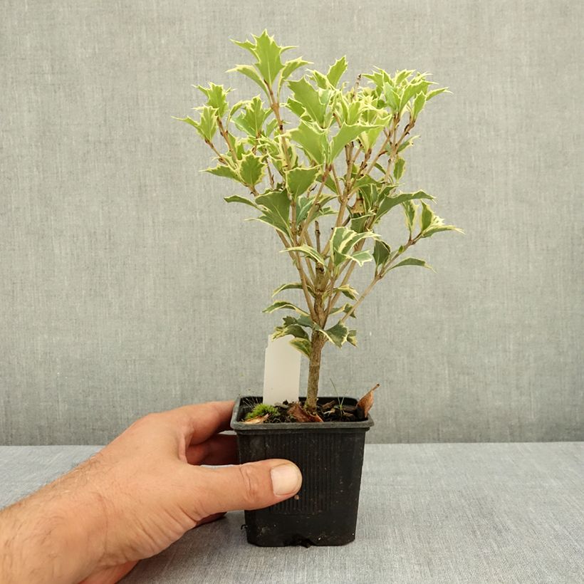 Exemplaar van Osmanthus heterophyllus Variegatus - Schijnhulst Kweekpotje van 8/9 cm zoals geleverd in de zomer