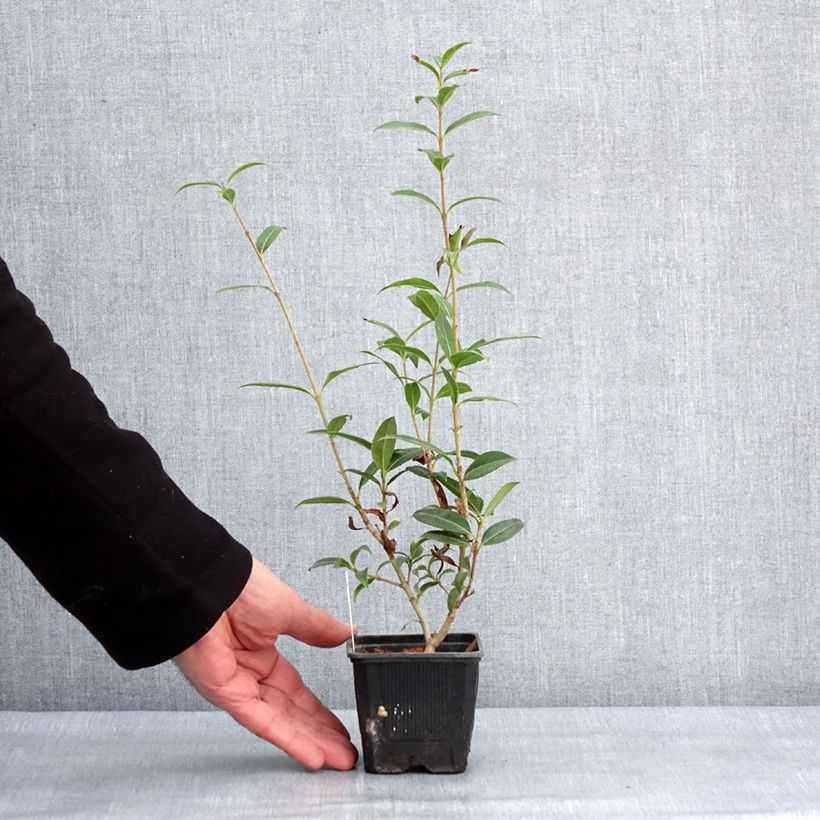 Example of Osmanthus serrulatus - Schijnhulst Kweekpotje van 8/9 cm as you get in hiver