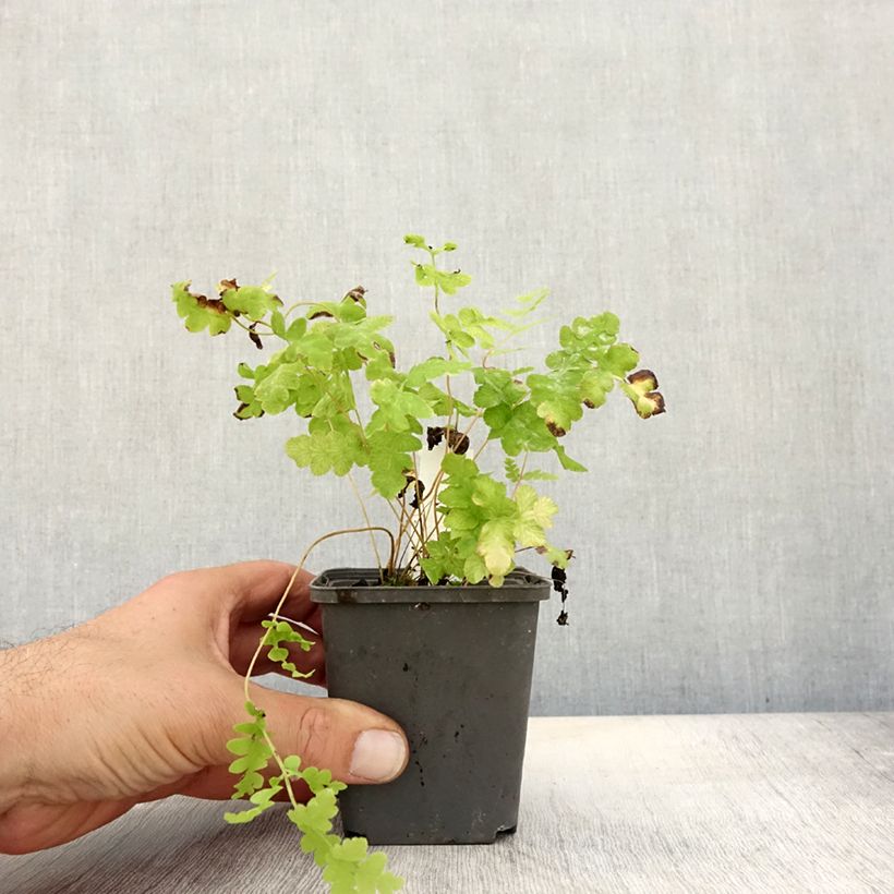 Exemplaar van Osmunda claytoniana - Koningsvaren Kweekpotje van 8/9 cm zoals geleverd in de herfst