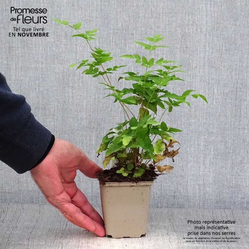 Exemplaar van Osmunda japonica - Koningsvaren Kweekpotje van 8/9 cm zoals geleverd in de herfst