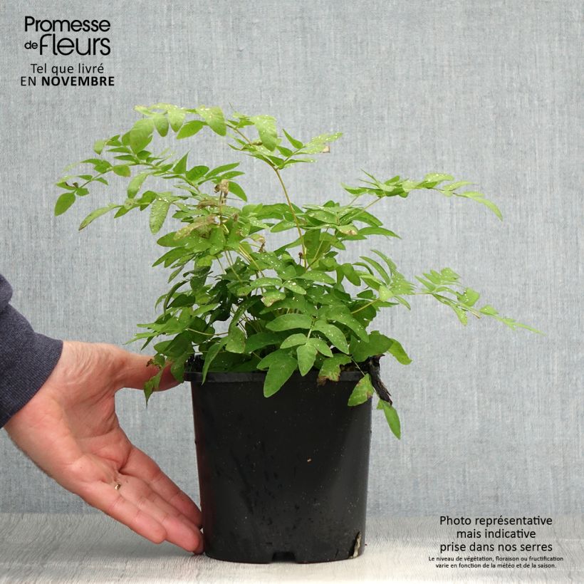 Exemplaar van Osmunda regalis - Koningsvaren Pot van 2 l/3 l zoals geleverd in de herfst
