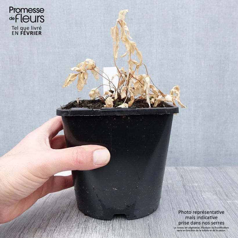 Example of Osmunda regalis - Koningsvaren Pot van 2 l/3 l as you get in hiver