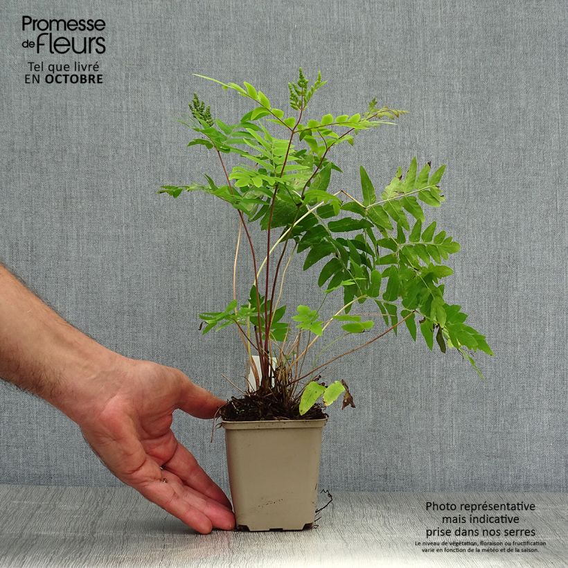 Exemplaar van Osmunda regalis Purpurascens - Koningsvaren Kweekpotje van 8/9 cm zoals geleverd in de herfst
