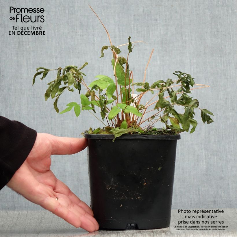 Example of Osmunda regalis Purpurascens - Koningsvaren Pot van 2 l/3 l as you get in hiver