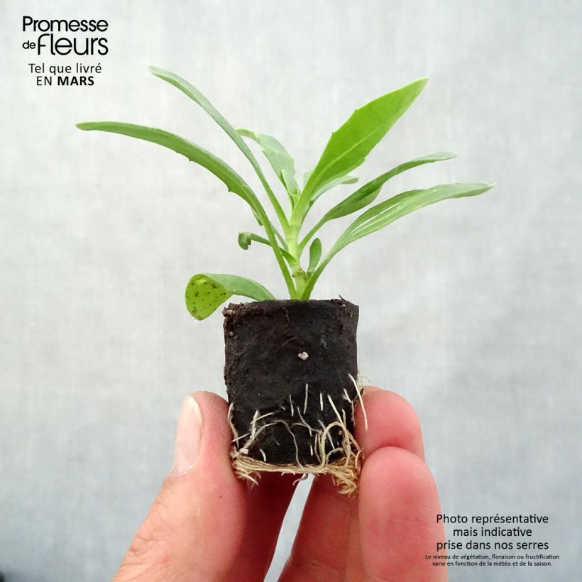 Example of Osteospermum Dalina Special Sunshine Beauty Mini-mot Ø 3/4 cm as you get in printemps