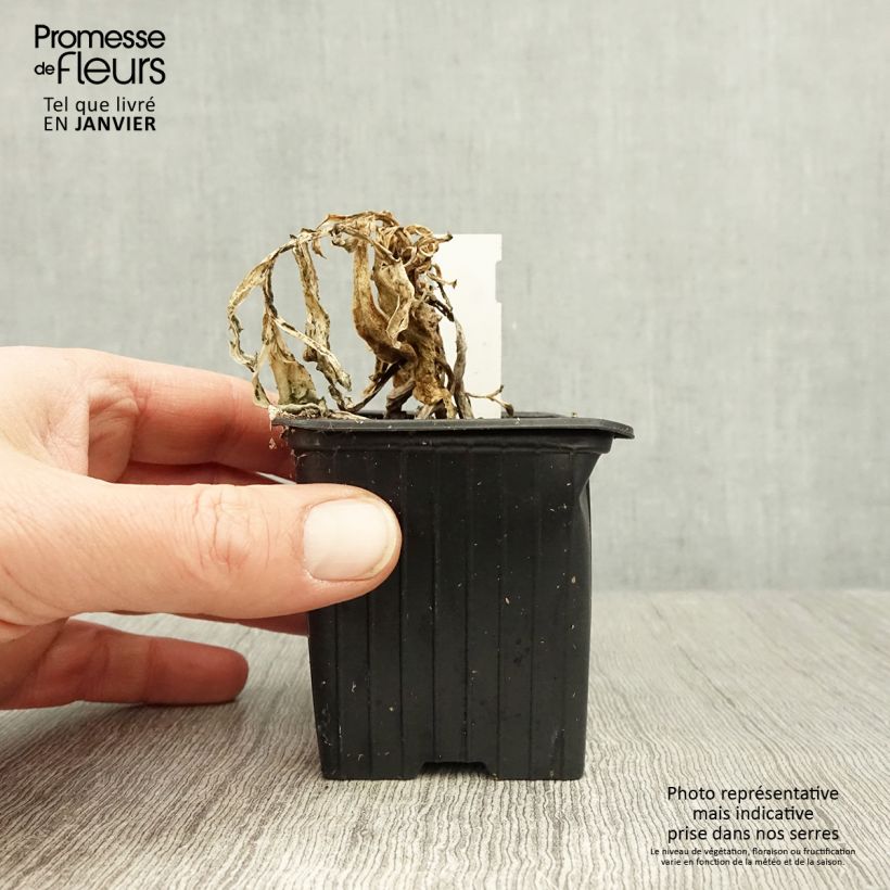 Example of Othonna cheirifolia - Othonna Kweekpotje van 8/9 cm as you get in hiver