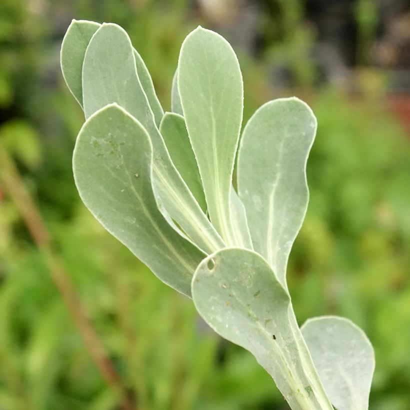Othonna cheirifolia - Othonna (Blad)