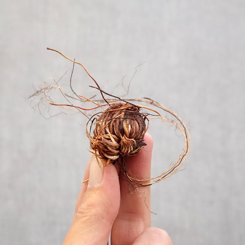 Exemplaar van Oxalis adenophylla - Klaverzuring Bol kaliber 6+ zoals geleverd in de lente