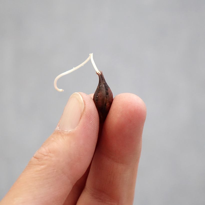 Exemplaar van Oxalis Double Pink Wonder - Klaverzuring dubbel roze Bol kaliber I zoals geleverd in de lente