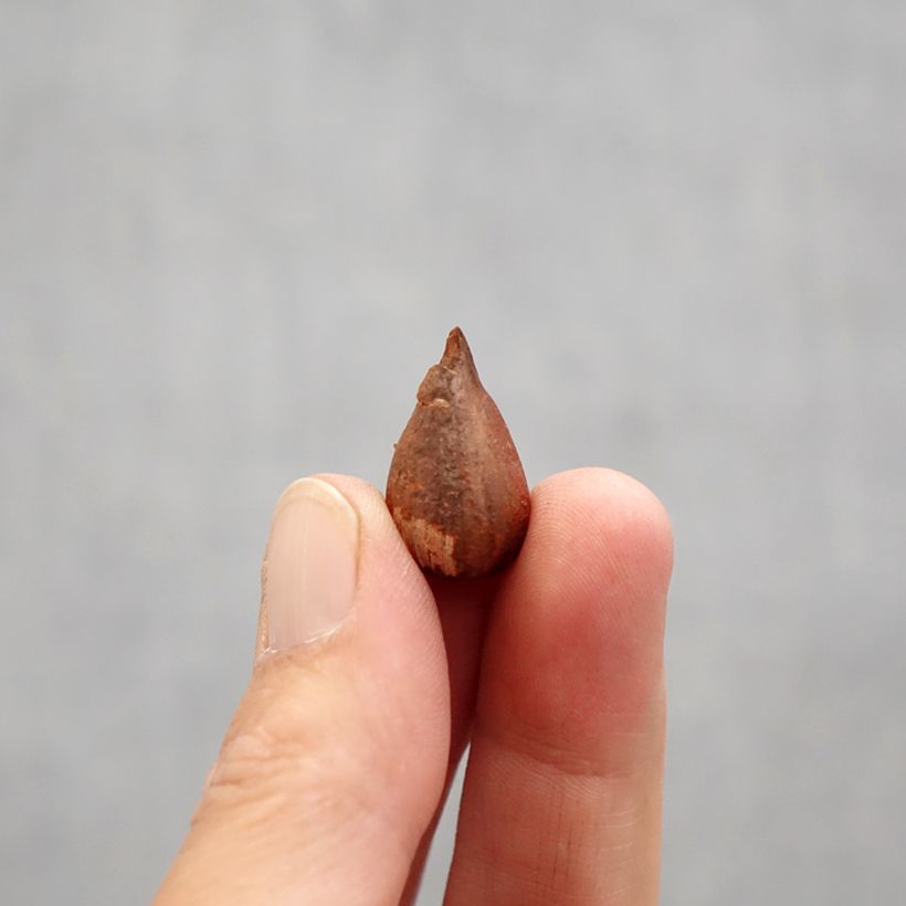 Exemplaar van Oxalis Double Trouble - Klaverzuring Bol kaliber I zoals geleverd in de lente