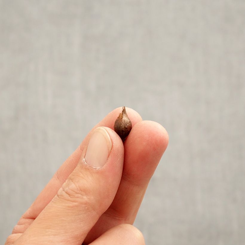 Exemplaar van Oxalis purpurea Alba - Klaverzuring Bol kaliber I zoals geleverd in de lente