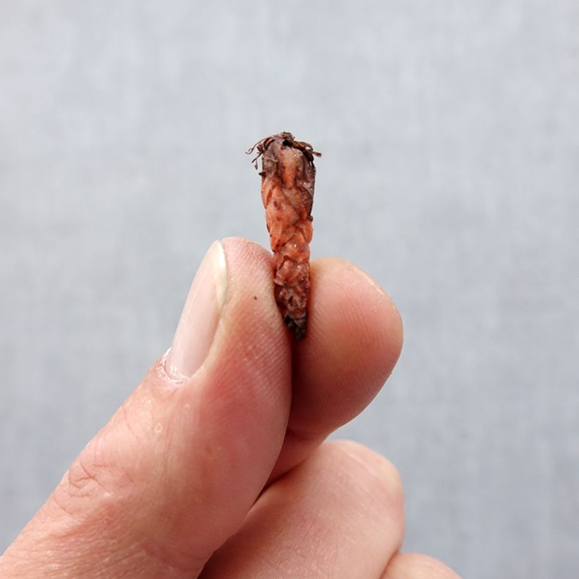 Exemplaar van Oxalis triangularis Fanny - Klaverzuring Bol kaliber I zoals geleverd in de lente