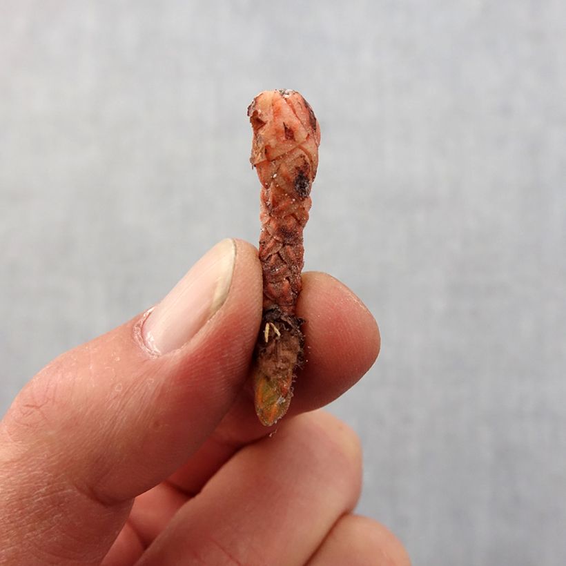 Exemplaar van Oxalis triangularis Marmer - Klaverzuring Bol kaliber I zoals geleverd in de lente